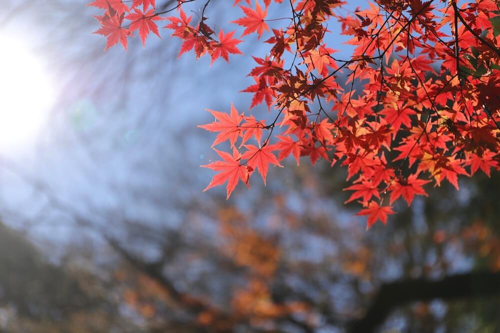 【残像日録】紅葉の季節のシネマグラフ