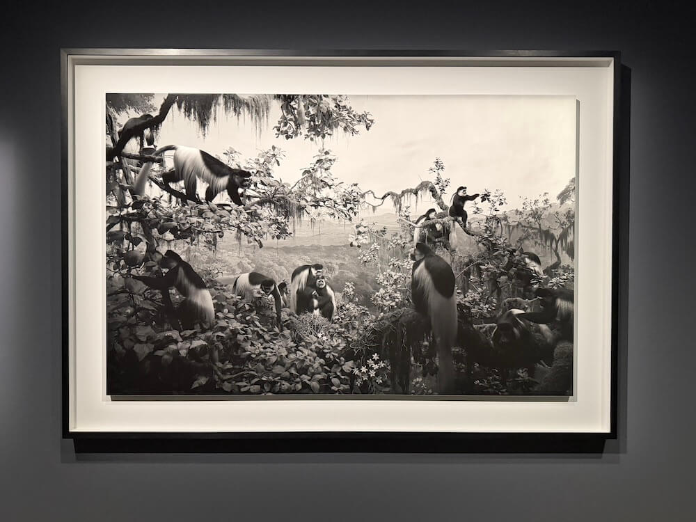 銀塩写真、約60点。「杉本博司 絶滅写真」展＠東京国立近代美術館（竹橋）